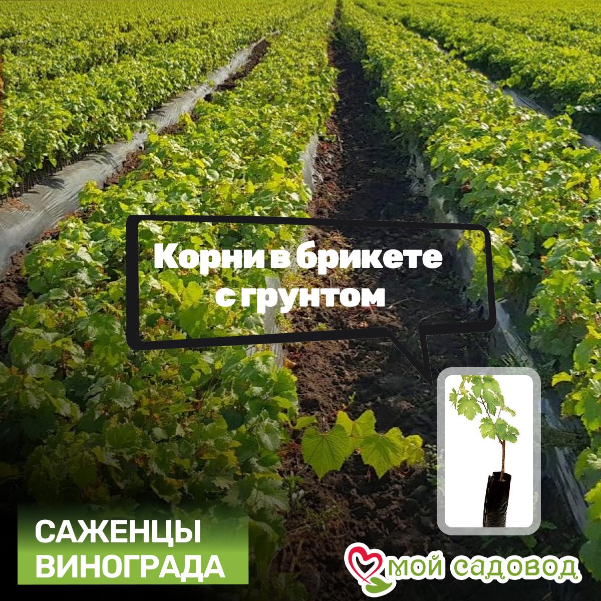 Виноград Ландыш