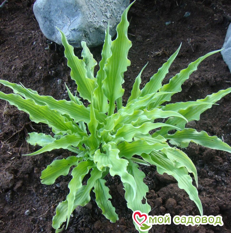 Хоста Кёли Фрайз