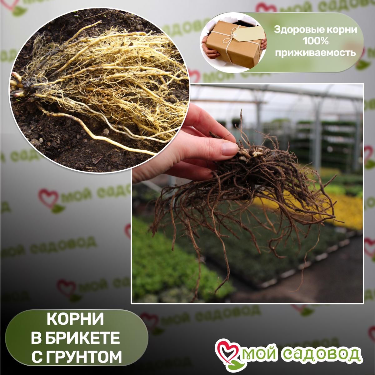 Флокс метельчатый Оранж Перфекшен