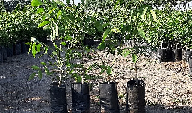 Грецкий Орех Краснодарец