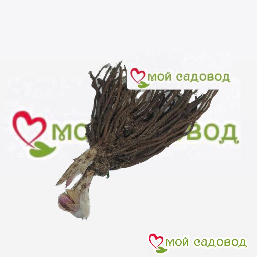 Хоста Синтетик Вивьен